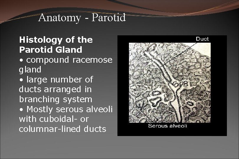 Anatomy - Parotid Histology of the Parotid Gland • compound racemose gland • large