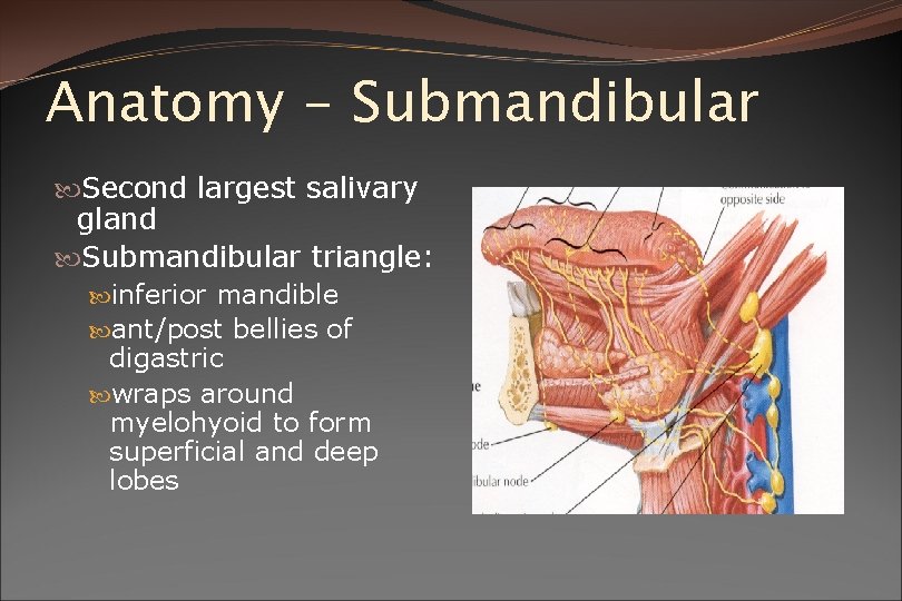 Anatomy - Submandibular Second largest salivary gland Submandibular triangle: inferior mandible ant/post bellies of