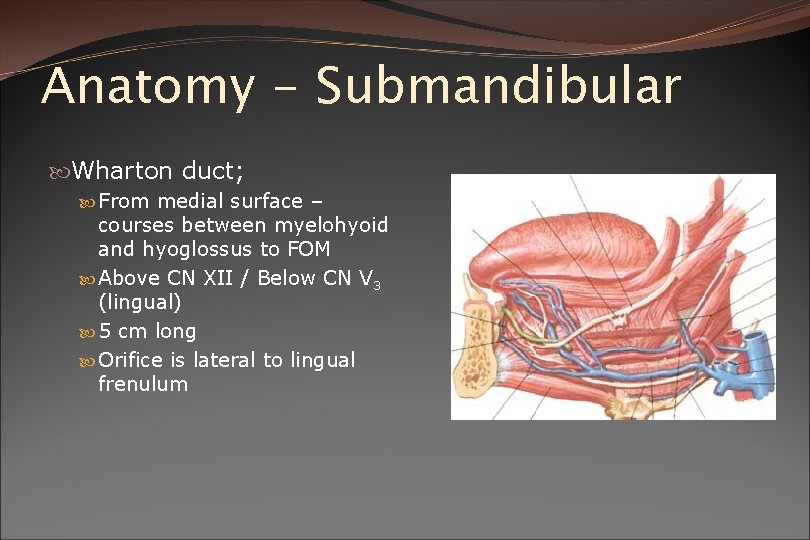 Anatomy - Submandibular Wharton duct; From medial surface – courses between myelohyoid and hyoglossus
