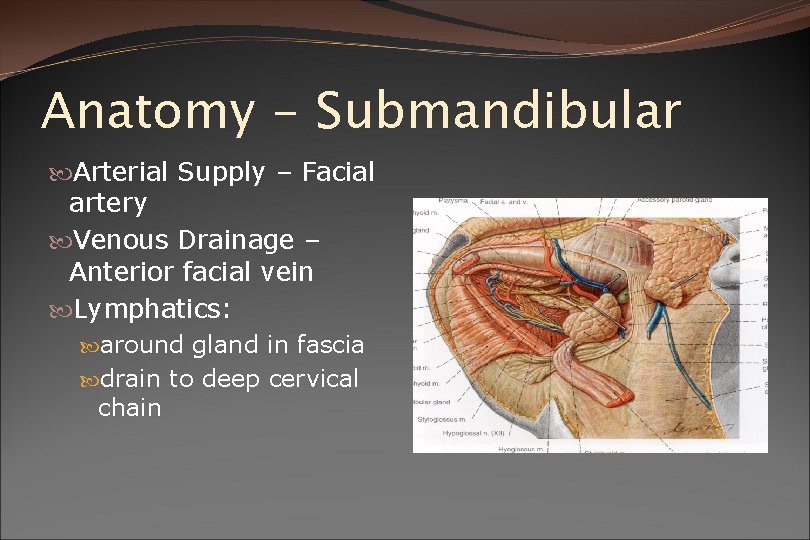 Anatomy - Submandibular Arterial Supply – Facial artery Venous Drainage – Anterior facial vein