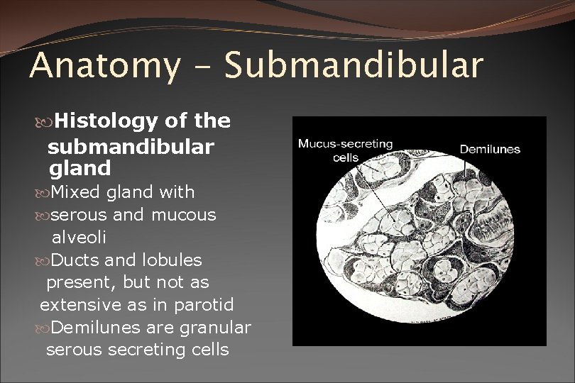 Anatomy - Submandibular Histology of the submandibular gland Mixed gland with serous and mucous