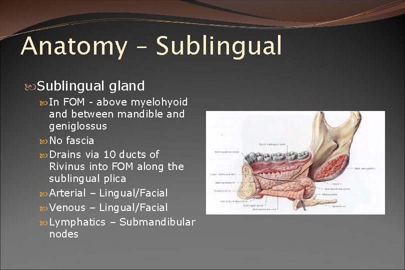 Anatomy – Sublingual gland In FOM - above myelohyoid and between mandible and geniglossus