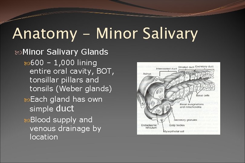 Anatomy - Minor Salivary Glands 600 – 1, 000 lining entire oral cavity, BOT,