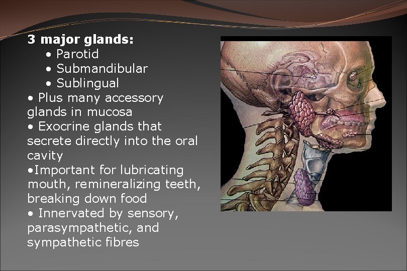 3 major glands: • Parotid • Submandibular • Sublingual • Plus many accessory glands