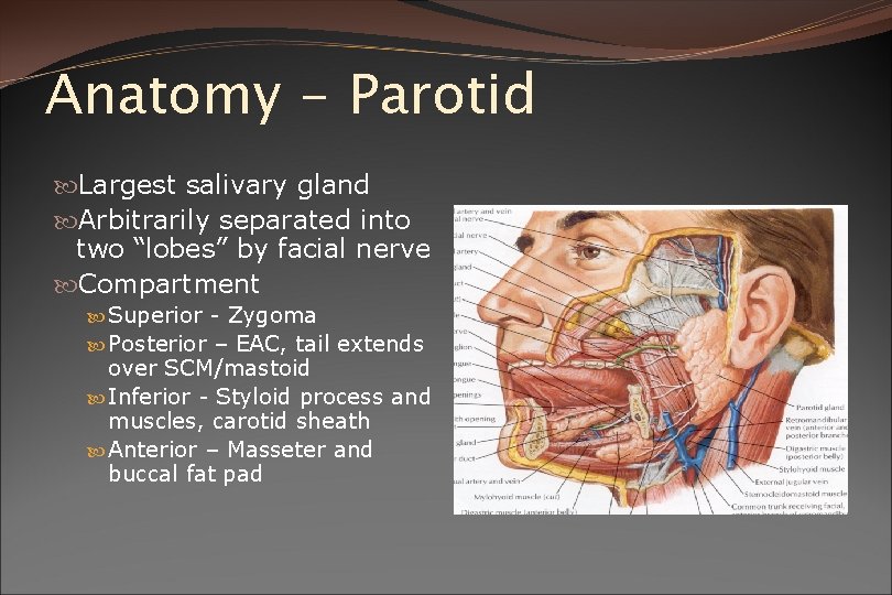 Anatomy - Parotid Largest salivary gland Arbitrarily separated into two “lobes” by facial nerve