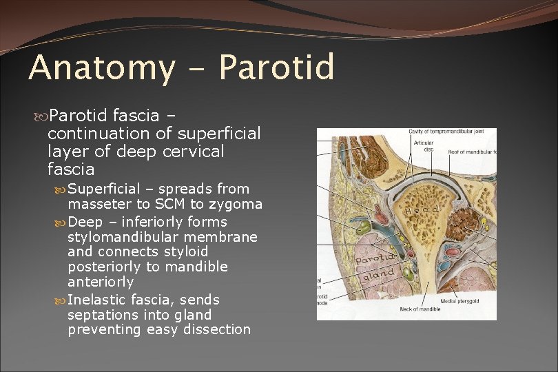 Anatomy - Parotid fascia – continuation of superficial layer of deep cervical fascia Superficial