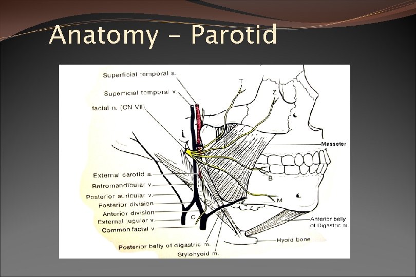 Anatomy - Parotid 