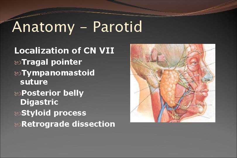 Anatomy - Parotid Localization of CN VII Tragal pointer Tympanomastoid suture Posterior belly Digastric