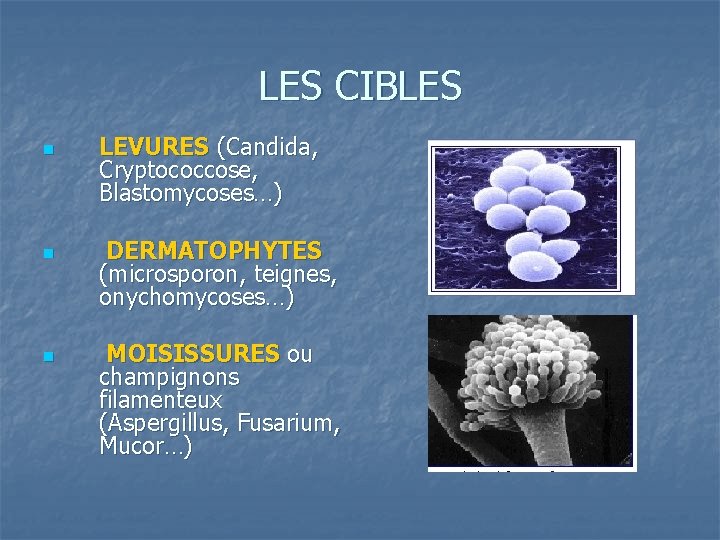  n n n LES CIBLES LEVURES (Candida, Cryptococcose, Blastomycoses…) DERMATOPHYTES (microsporon, teignes, onychomycoses…)