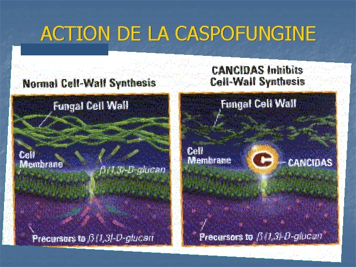 ACTION DE LA CASPOFUNGINE 