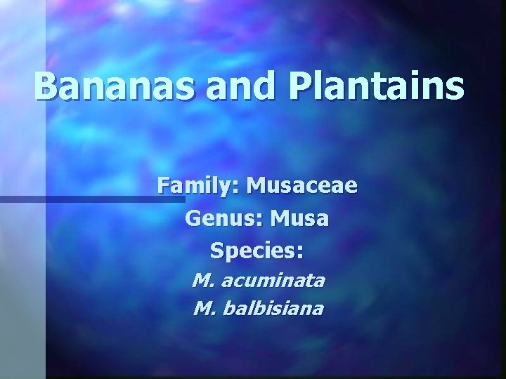 Bananas and Plantains Family: Musaceae Genus: Musa Species: M. acuminata M. balbisiana 