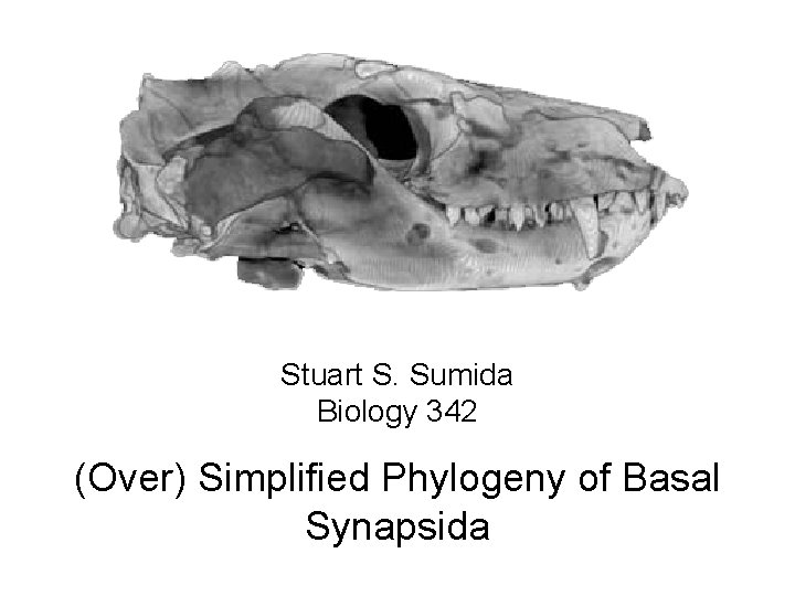 Stuart S. Sumida Biology 342 (Over) Simplified Phylogeny of Basal Synapsida 