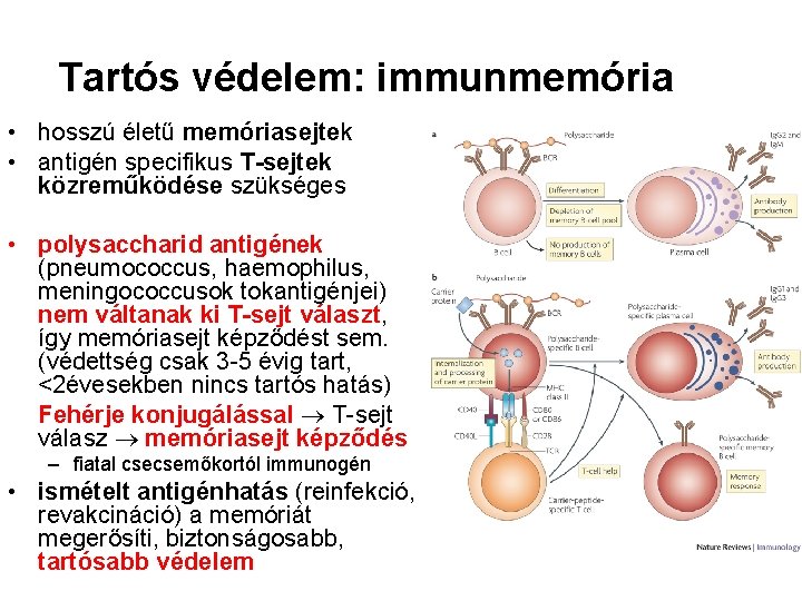 Tartós védelem: immunmemória • hosszú életű memóriasejtek • antigén specifikus T-sejtek közreműködése szükséges •