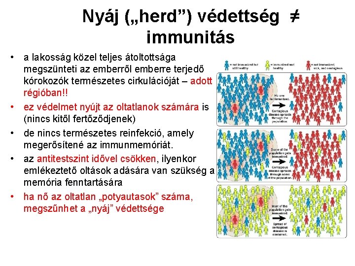 Nyáj („herd”) védettség ≠ immunitás • a lakosság közel teljes átoltottsága megszünteti az emberről