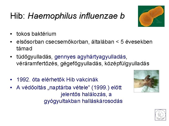 Hib: Haemophilus influenzae b • tokos baktérium • elsősorban csecsemőkorban, általában < 5 évesekben