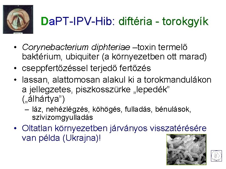 Da. PT-IPV-Hib: diftéria - torokgyík • Corynebacterium diphteriae –toxin termelő baktérium, ubiquiter (a környezetben