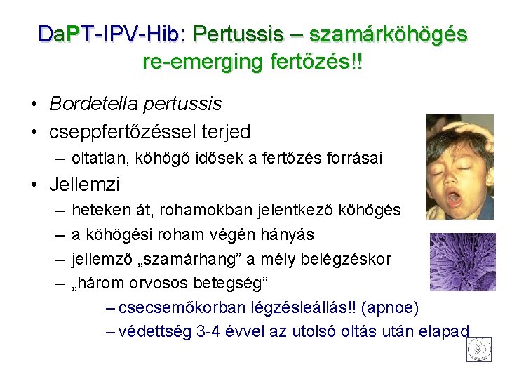 Da. PT-IPV-Hib: Pertussis – szamárköhögés re-emerging fertőzés!! • Bordetella pertussis • cseppfertőzéssel terjed –