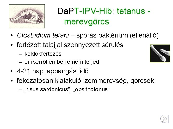 Da. PT-IPV-Hib: tetanus - merevgörcs • Clostridium tetani – spórás baktérium (ellenálló) • fertőzött