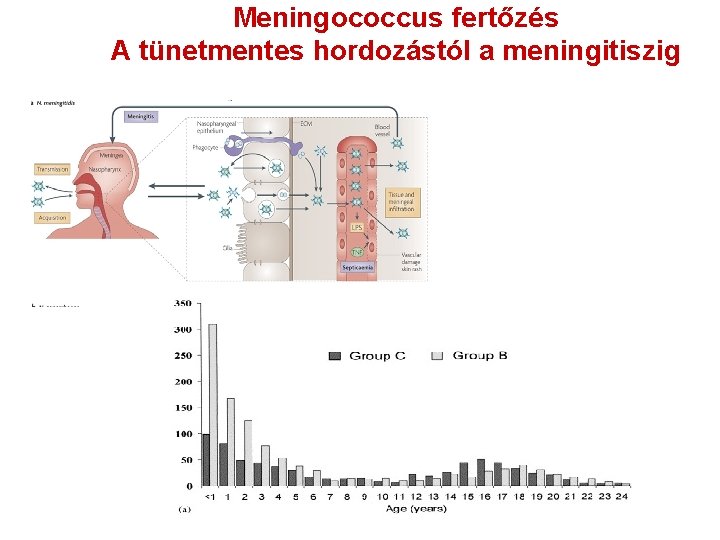 Meningococcus fertőzés A tünetmentes hordozástól a meningitiszig 