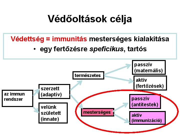 Védőoltások célja Védettség = immunitás mesterséges kialakítása • egy fertőzésre speficikus, tartós természetes az