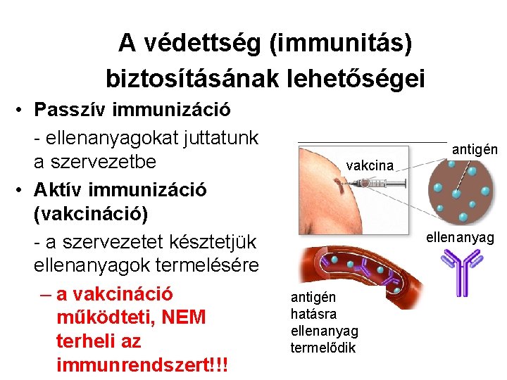 A védettség (immunitás) biztosításának lehetőségei • Passzív immunizáció - ellenanyagokat juttatunk a szervezetbe •