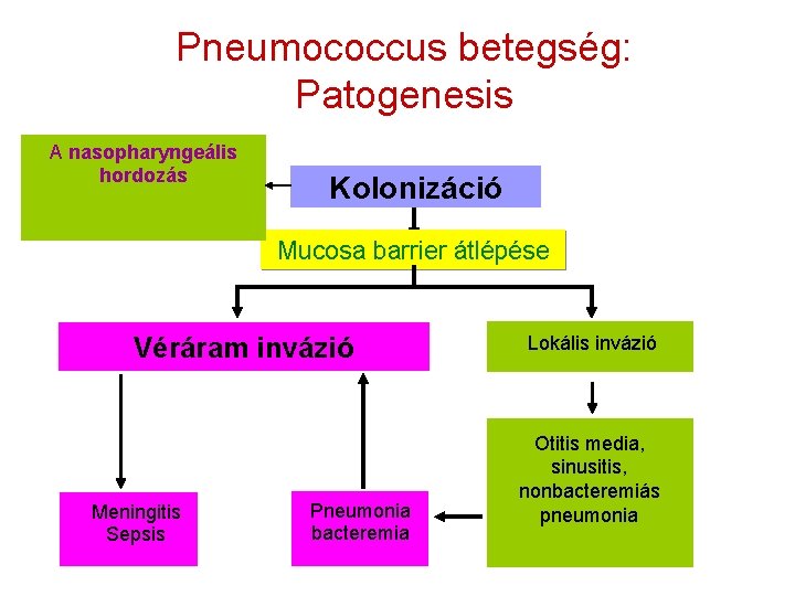 Pneumococcus betegség: Patogenesis A nasopharyngeális hordozás Kolonizáció Mucosa barrier átlépése Véráram invázió Meningitis Sepsis