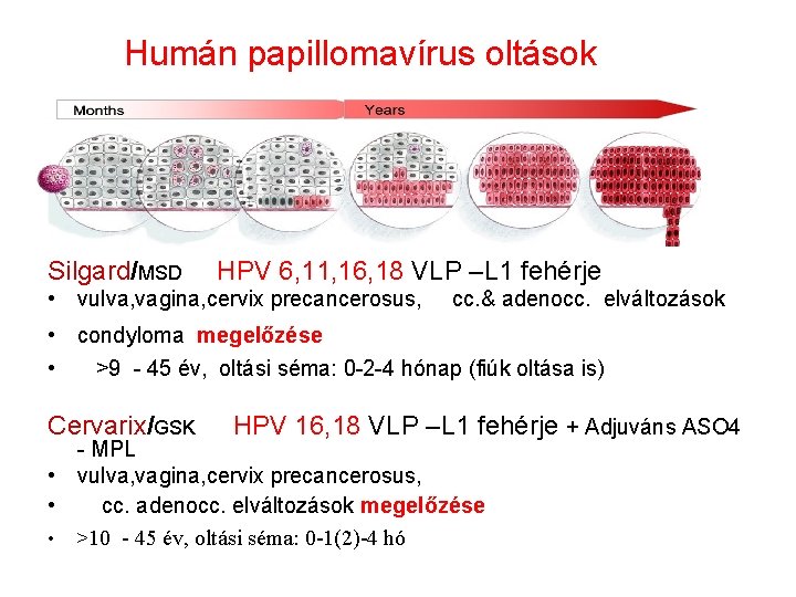 Humán papillomavírus oltások Silgard/MSD HPV 6, 11, 16, 18 VLP –L 1 fehérje •