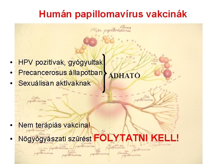 Humán papillomavírus vakcinák • HPV pozitívak, gyógyultak • Precancerosus állapotban ADHATÓ • Sexuálisan aktívaknak