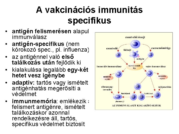 A vakcinációs immunitás specifikus • antigén felismerésen alapuló immunválasz • antigén-specifikus (nem kórokozó spec.