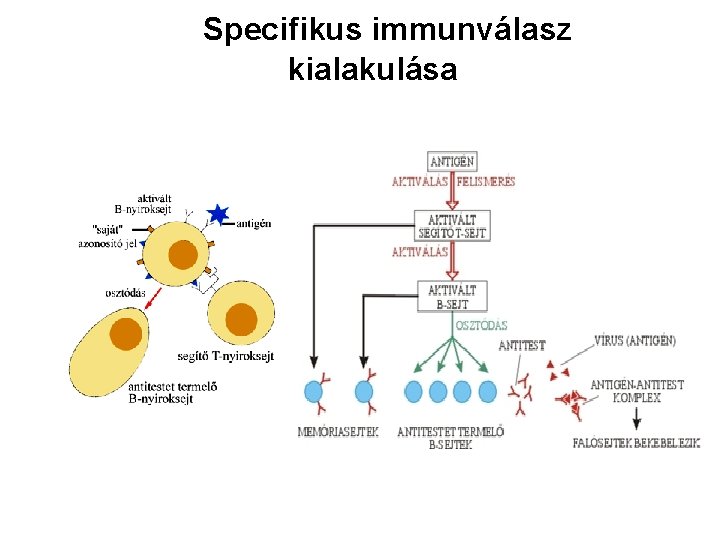 Specifikus immunválasz kialakulása 