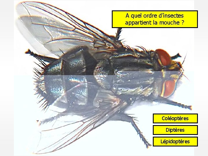 A quel ordre d’insectes appartient la mouche ? Coléoptères Diptères Lépidoptères 