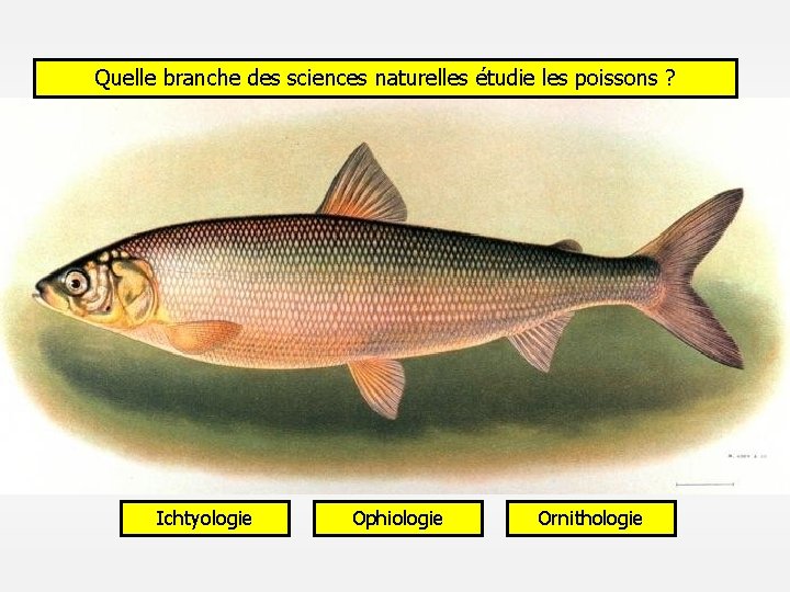 Quelle branche des sciences naturelles étudie les poissons ? Ichtyologie Ophiologie Ornithologie 