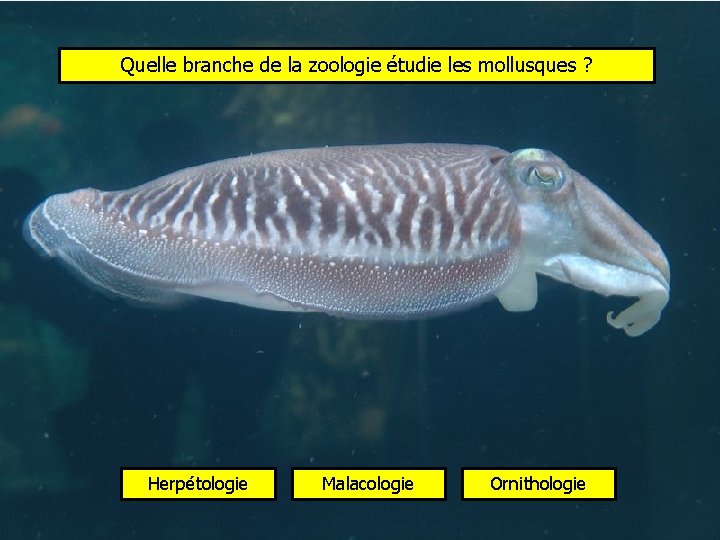 Quelle branche de la zoologie étudie les mollusques ? Herpétologie Malacologie Ornithologie 