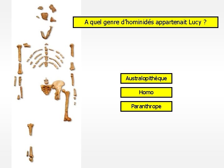 A quel genre d’hominidés appartenait Lucy ? Australopithèque Homo Paranthrope 