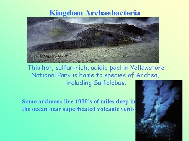 Kingdom Archaebacteria This hot, sulfur-rich, acidic pool in Yellowstone National Park is home to