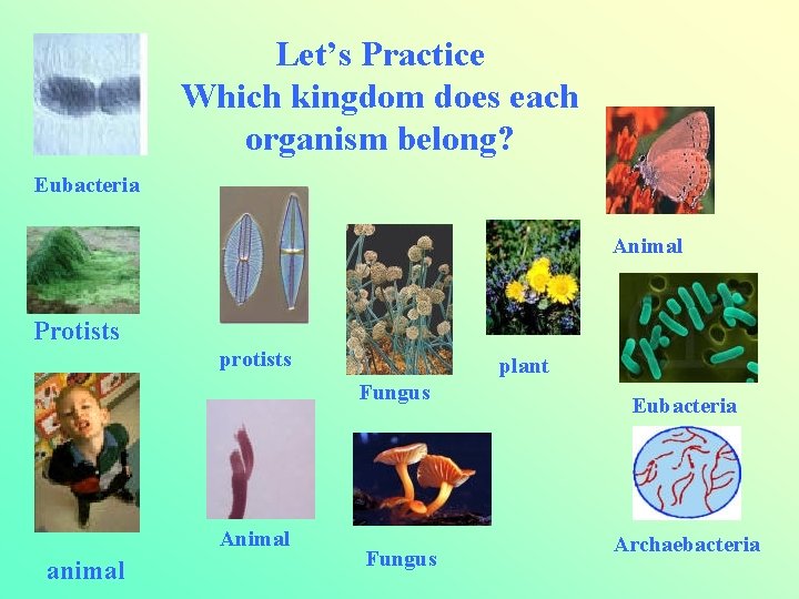 Let’s Practice Which kingdom does each organism belong? Eubacteria Animal Protists plant Fungus Animal