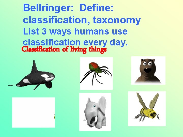 Bellringer: Define: classification, taxonomy List 3 ways humans use classification every day. Classification of