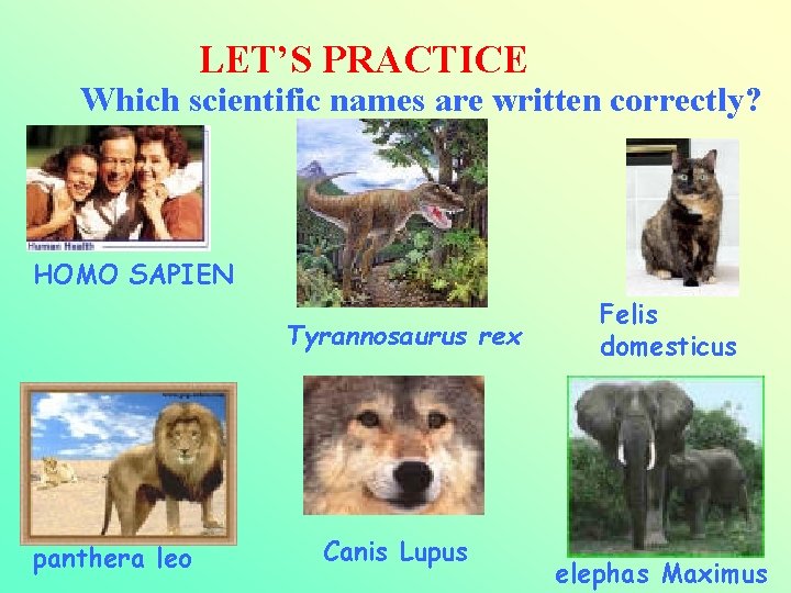 LET’S PRACTICE Which scientific names are written correctly? HOMO SAPIEN Tyrannosaurus rex panthera leo