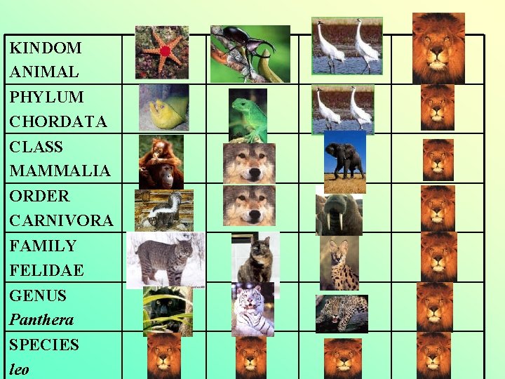 KINDOM ANIMAL PHYLUM CHORDATA CLASS MAMMALIA ORDER CARNIVORA FAMILY FELIDAE GENUS Panthera SPECIES leo