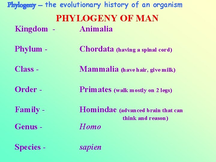 Phylogeny – the evolutionary history of an organism PHYLOGENY OF MAN Kingdom - Animalia