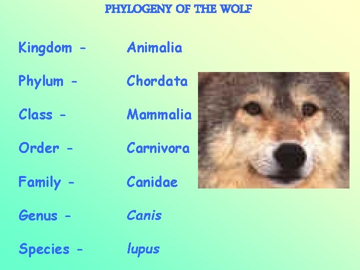 PHYLOGENY OF THE WOLF Kingdom - Animalia Phylum - Chordata Class - Mammalia Order