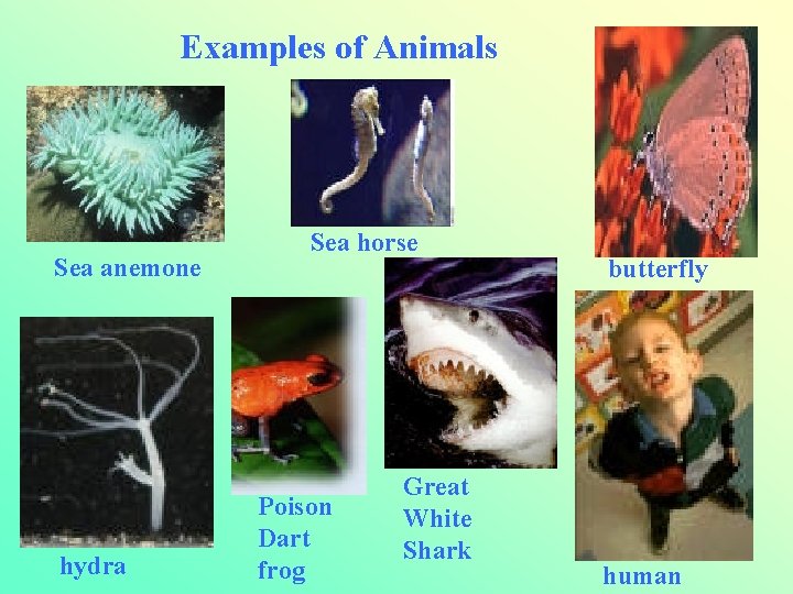 Examples of Animals Sea anemone hydra Sea horse Poison Dart frog Great White Shark