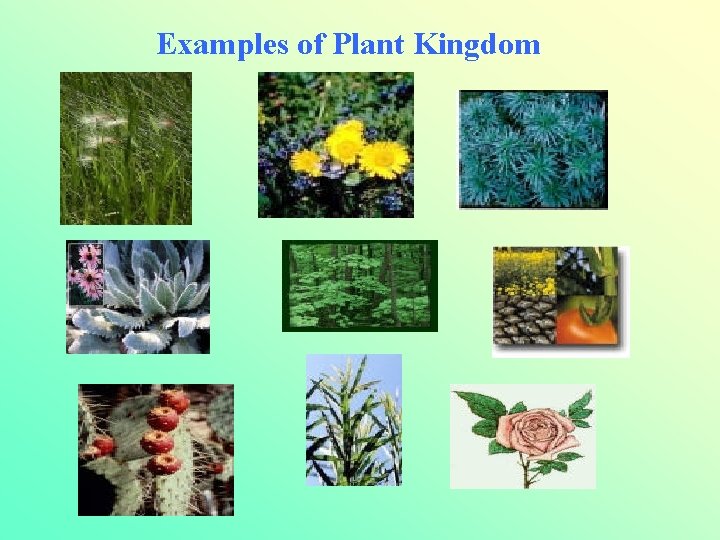 Examples of Plant Kingdom 