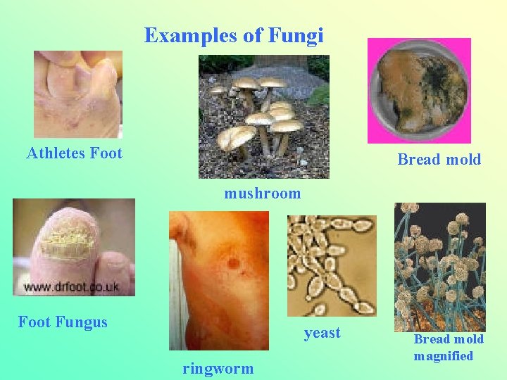 Examples of Fungi Athletes Foot Bread mold mushroom Foot Fungus yeast ringworm Bread mold