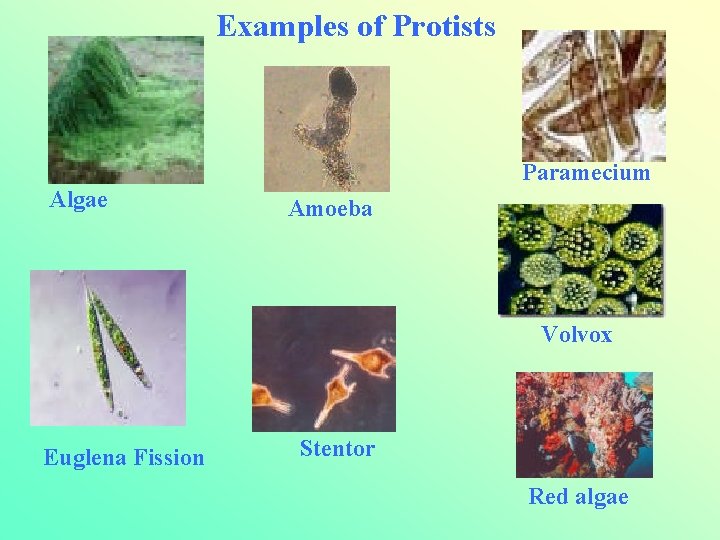 Examples of Protists Paramecium Algae Amoeba Volvox Euglena Fission Stentor Red algae 