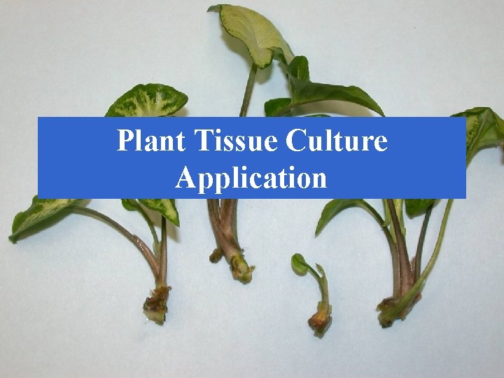 Plant Tissue Culture Application Plant Tissue Culture Application