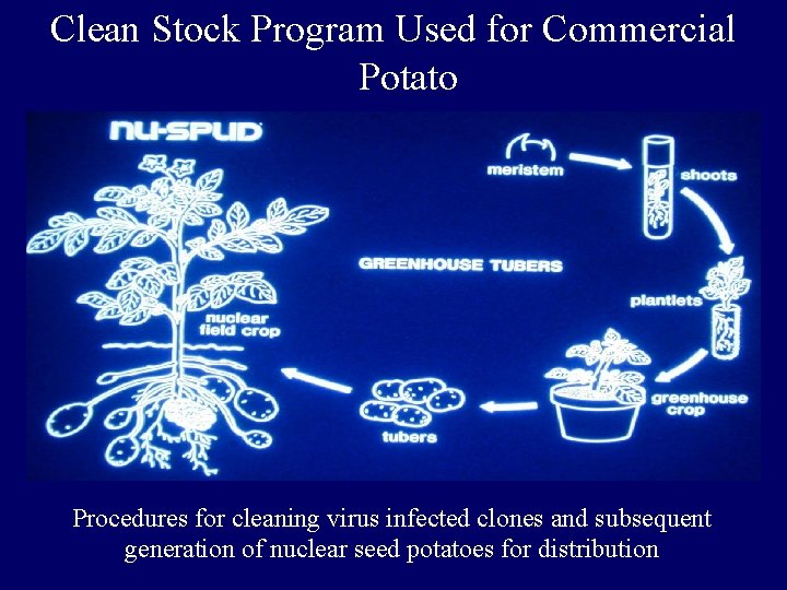 Clean Stock Program Used for Commercial Potato Procedures for cleaning virus infected clones and Clean Stock Program Used for Commercial Potato Procedures for cleaning virus infected clones and
