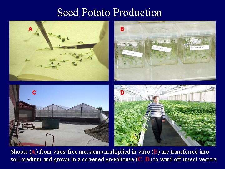 Seed Potato Production A C B D Shoots (A) from virus-free merstems multiplied in Seed Potato Production A C B D Shoots (A) from virus-free merstems multiplied in