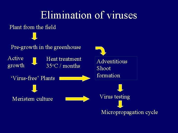 Elimination of viruses Plant from the field Pre-growth in the greenhouse Active growth Heat Elimination of viruses Plant from the field Pre-growth in the greenhouse Active growth Heat