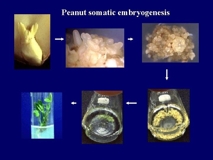 Peanut somatic embryogenesis Peanut somatic embryogenesis